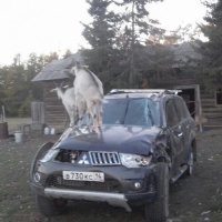 Автовсячина