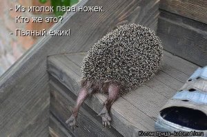 Двое ежей были спасены от похмелья в Германии