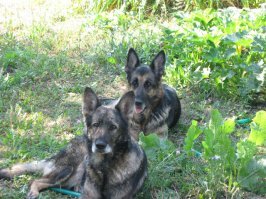 Вот почему не стоит заводить немецкую овчарку!