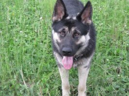 Вот почему не стоит заводить немецкую овчарку!