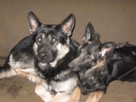 Вот почему не стоит заводить немецкую овчарку!