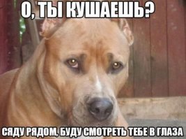 Скромный ужин с домашними питомцами