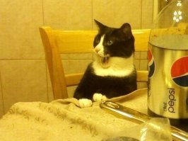 Коты и кошачья мята: вы еще не знаете, что такое кайф!