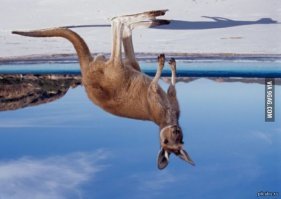 Двое сумасшедших вмешались в схватку аллигатора и питона