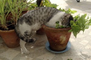 Коты и кошачья мята: вы еще не знаете, что такое кайф!