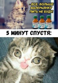 Коты и кошачья мята: вы еще не знаете, что такое кайф!