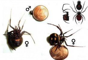 Вот каракурт(!!! А у <span style='color:gray'>[мат]</span> репостера(почти повтаряет это:  на фото паук Черная Вдова.