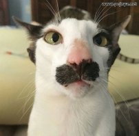Коты и кошачья мята: вы еще не знаете, что такое кайф!
