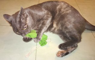 Наши тоже обожают кошачью мяту - мешочек с ней замусоливают в хлам за час. А одна из хвостов не брезгует обыкновенным мятным чаем в пакетиках: открывает лапой шкаф, где коробка с чаем, сбрасывает её на пол, разрывает и добывает себе пакетики. Которые тоже в процессе балдежа разрывает и всё содержимое высыпается. Обычно шкодит ночью - утром мы выходим из спальни на усыпанный чаем пол. У меня зрение -4, когда впервые такое увидела без очков (весь пол чем-то усыпан) спросонья, малость ошалела - думала, что это стада насекомых к нам приползли :)