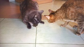 Наши тоже обожают кошачью мяту - мешочек с ней замусоливают в хлам за час. А одна из хвостов не брезгует обыкновенным мятным чаем в пакетиках: открывает лапой шкаф, где коробка с чаем, сбрасывает её на пол, разрывает и добывает себе пакетики. Которые тоже в процессе балдежа разрывает и всё содержимое высыпается. Обычно шкодит ночью - утром мы выходим из спальни на усыпанный чаем пол. У меня зрение -4, когда впервые такое увидела без очков (весь пол чем-то усыпан) спросонья, малость ошалела - думала, что это стада насекомых к нам приползли :)