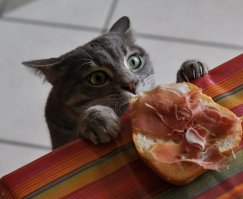10 фото животных, на которых идеально отражены твои взаимоотношения с едой