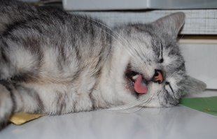 Коты и кошачья мята: вы еще не знаете, что такое кайф!