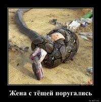 Двое сумасшедших вмешались в схватку аллигатора и питона