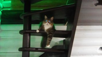 мой тоже так делает вот этот красавец)))