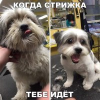 Очаровательные стрижки: 30 собак, попавших в руки умелого японского грумера