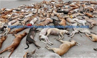 Во всех российских СМИ разместить это же фото с каким-нибудь жестоким комментарием, типа: "в Германии массово истребляют собак прямо на улицах!!!" И пусть западные СМИ сами себя разоблачают.