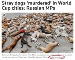 Я честно говоря и не видел истерии по поводу отстрела собак. По крайней мере у нас, в России. Да и на западе вероятно тоже. Скорее всего наша пропаганда искала место в которое можно уколоть, показав, что наши такие хорошие, а вот там одна ложь и таки нашла. РТ этим постоянно занимается. К слову автор этого г-поста постоянно светится в комментах, пытаясь обелить наш режим и выставить виновными либералов, хохлов, запад, а так-же ссылаясь на "плохих бояр".

В оригинале новости, кстати никакой истерии нет

Немцы пишут о том, что некоторые депутаты из России обеспокоены тем, что собак по слухам убивают и за эти деньги можно было бы все сделать более гуманным способом. 

Просто возьмите гугл хром и сами прочитайте статью на оригинале с переводом. Сами поймете, что там банальная новость без какой либо критики России, без конкретики - как говорится за что купили, то и показали. 

Более того, в статье АБСОЛЮТНО НИГДЕ НЕ УКАЗАНО, ЧТО ФОТО СДЕЛАННО В РОССИИ. Понимаете? РТ просто поднял это в таком ракурсе, как ему выгодно - мы хорошие, они лгуны.
В статье указано Representational image, что значит примерно как визуальный образ. Это если бы я писал о каком-то конкретном лесе и взял с инета первую попавшуюся картинку с лесом и вставил в свой пост. Смекаете?
В очередной раз убедился в ущербной пропаганде со стороны кремля. Не умеете вы делать качественные материалы. Один пшик!