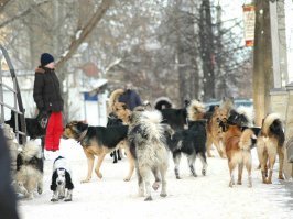 Мне кажется с такой тонкой шерстью у нас бы не выжили. Наши барбосы которые по улице зимой бегают гораздо более мохнатей. Да и как ниже заметили не такие одинаковые.