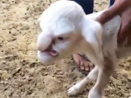 не только с обезъянами