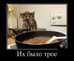 Котики и еда: идеальное сочетание от российской художницы