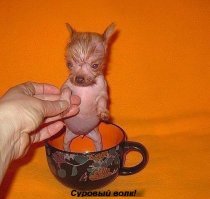 Да-а-а-а! "Волкодав" знатный! Надо было еще этого натравить!