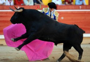 Гифки с быками