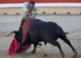 Гифки с быками