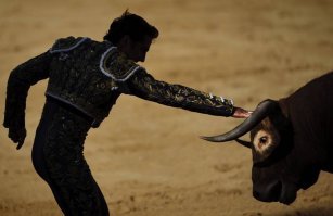 Гифки с быками