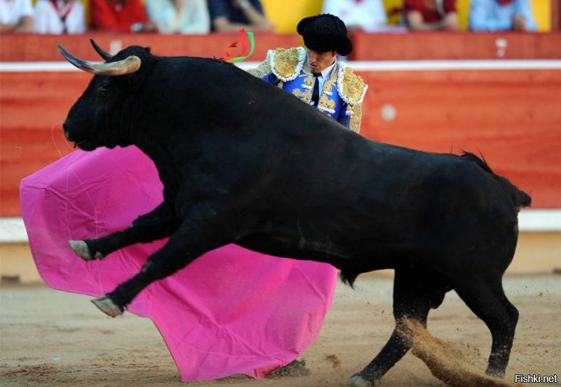 Гифки с быками