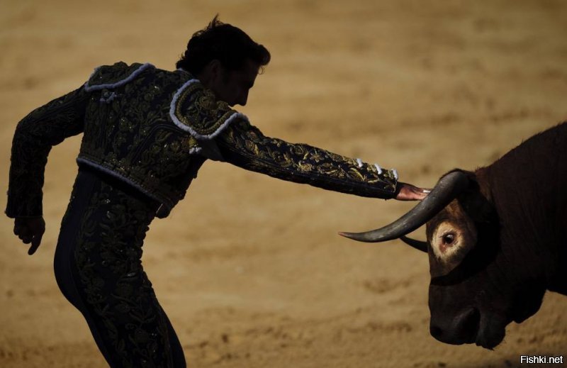 Гифки с быками