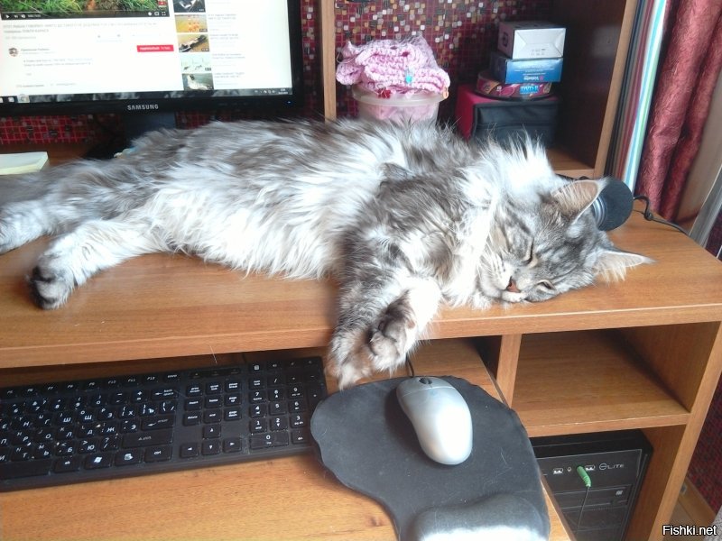 Коварная кошачья любовь
