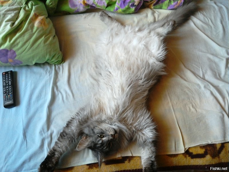 Коварная кошачья любовь