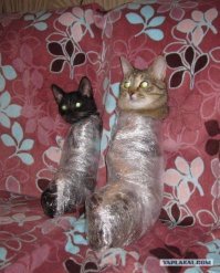 Если ваши кошки не дают вам спать по ночам, то один японец придумал простой способ, как их усмирить