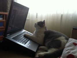 Старший мяучный сотрудник Выборгского замка: кот получил трудовую книжку