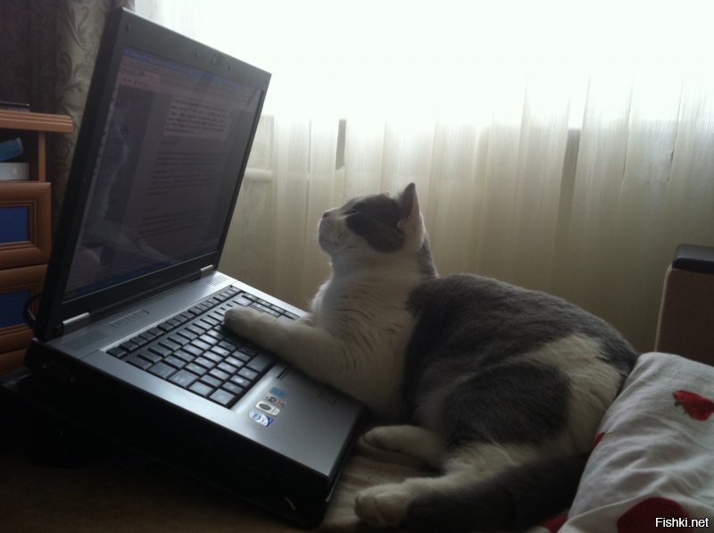 Старший мяучный сотрудник Выборгского замка: кот получил трудовую книжку