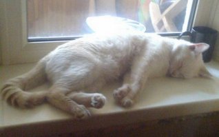 Кошаки по природе своей индивидуалисты, каждому свою жилплощадь подавай. А вообще, спят они где угодно и в любых позах, аж зависть берёт. Мой тоже дюже активный, зато как набегается - валится как подкошенный в любой точке своих владений. Видимо, движок перегревается.