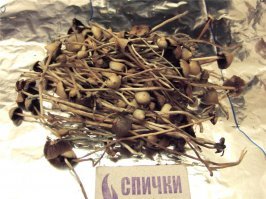 Не нужно далеко ходить, чтобы собрать хороший урожай грибов