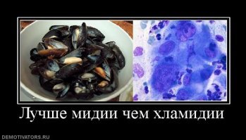 "Любил меня на дне, где мидии. Теперь лечу свои хламидии."