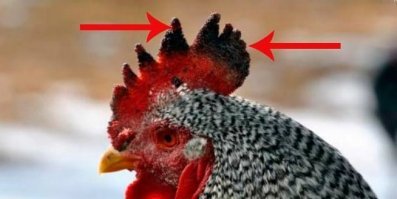Слился петушок!) Тебе реально по факту ответить нечего, вот и сдаёшь заднюю))

......"игнорируя разумные, но неудобные ответы"......это ты чё про свои школьный ответы ......."А почему и когда не рожали и так понятно. И почему сейчас рожать не будут - тоже.".......Кому , что понятно??
Ты не приводишь  не единого факта , лишь только гребень распустил))