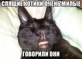 Если ваши кошки не дают вам спать по ночам, то один японец придумал простой способ, как их усмирить