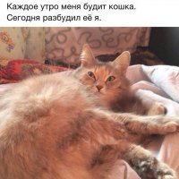 Если ваши кошки не дают вам спать по ночам, то один японец придумал простой способ, как их усмирить