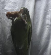 Самый прикольный - вот! Ручные попугаи, особенно средние и крупные, реально любят поваляться на спинке и почухаться, могут и вкусняшку в такой позе заточить. Прикольные они - ужас!