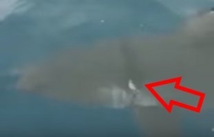 Ну какой дельфин? Видно же, что это акула! Хорошо видно. И даже можно разглядеть след от сети (или чего-то ещё), травмировавшей хищницу.