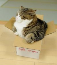 хозяин, пора коробку побольше
