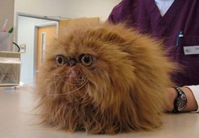 Палец вынь!