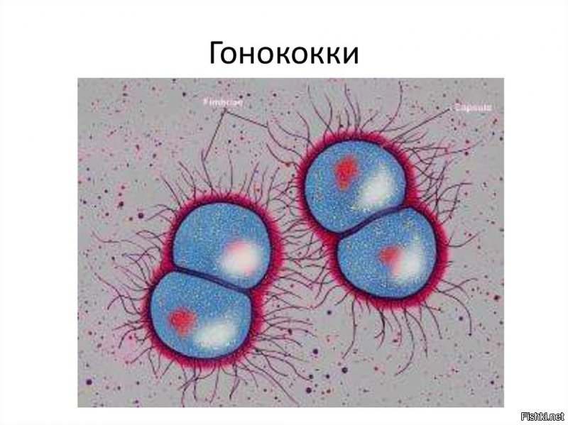 Распутные Наташи ЧМ-2018, или почему в России скоро будет много матерей-одиночек