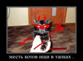 Если ваши кошки не дают вам спать по ночам, то один японец придумал простой способ, как их усмирить