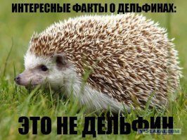 Интересные факты о дельфинах