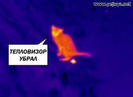 Отстрел койотов с использованием инфракрасного прицела