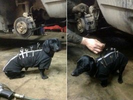 в гараже от собаки больше пользы было бы